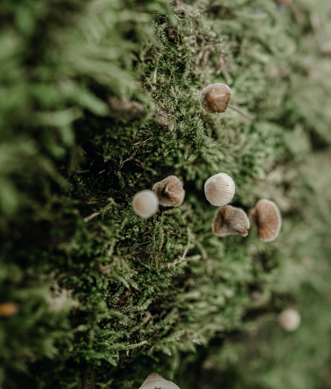 brown and white mushrooms on green moss