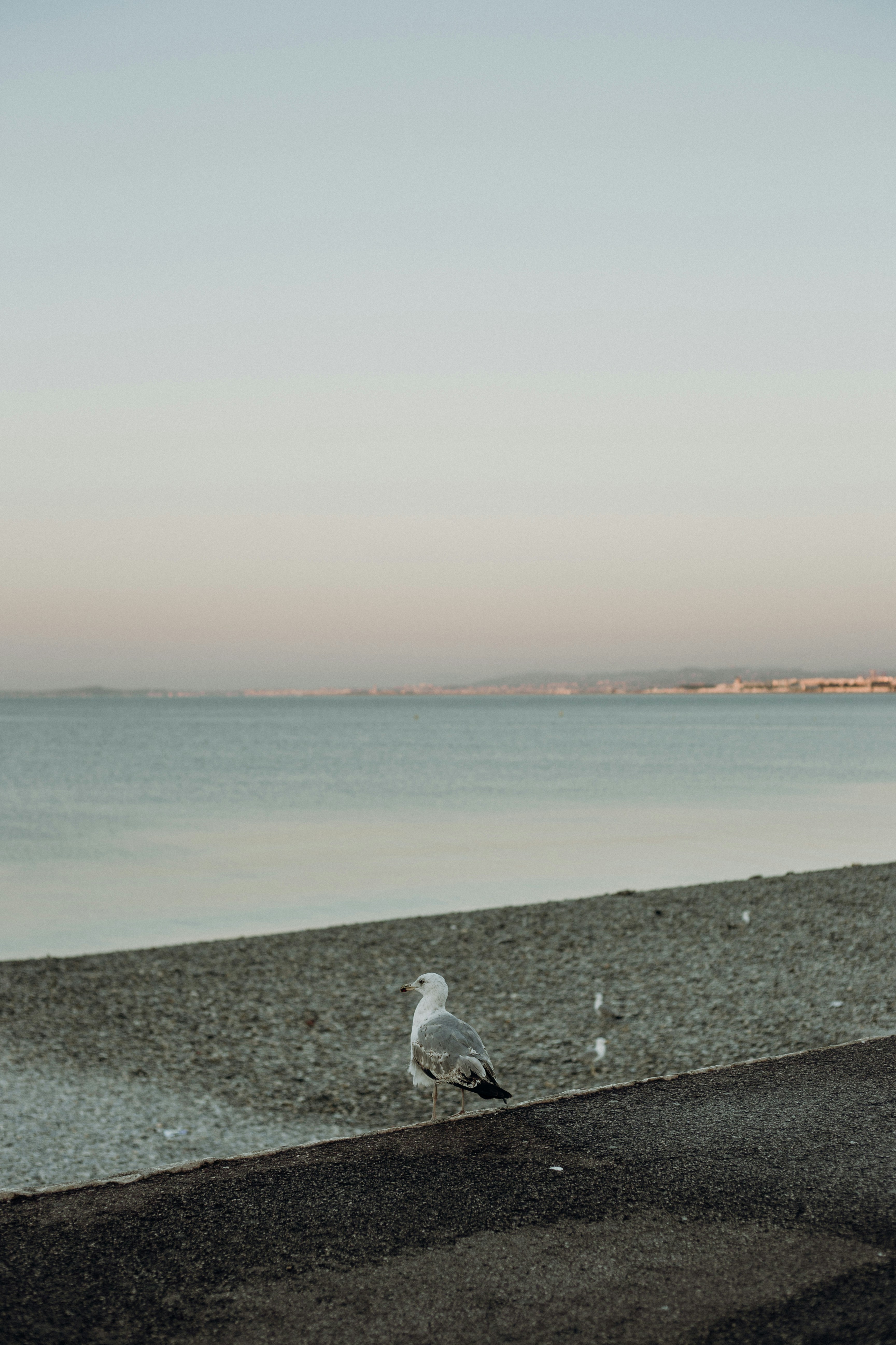 white bird on gray concrete pavement near body of water during daytime