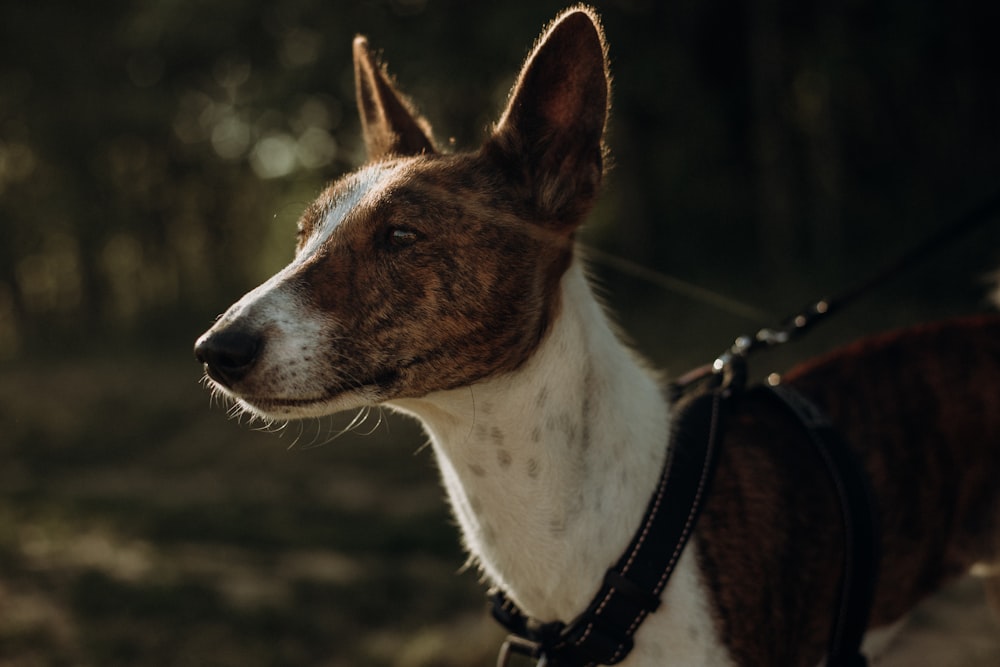 brown and white short coated dog