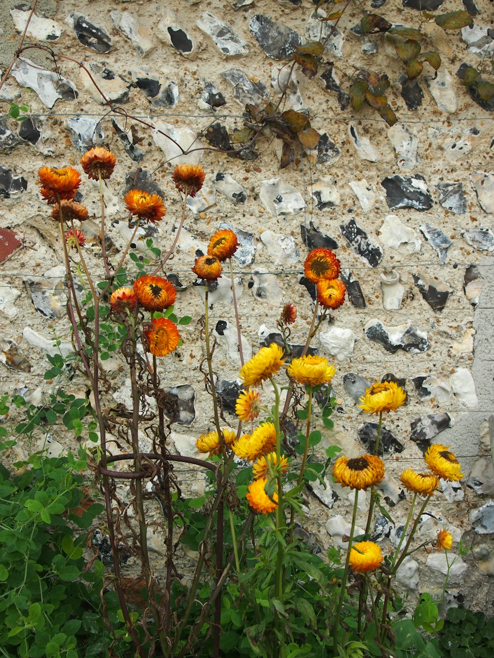 yellow and red flowers on gray rock