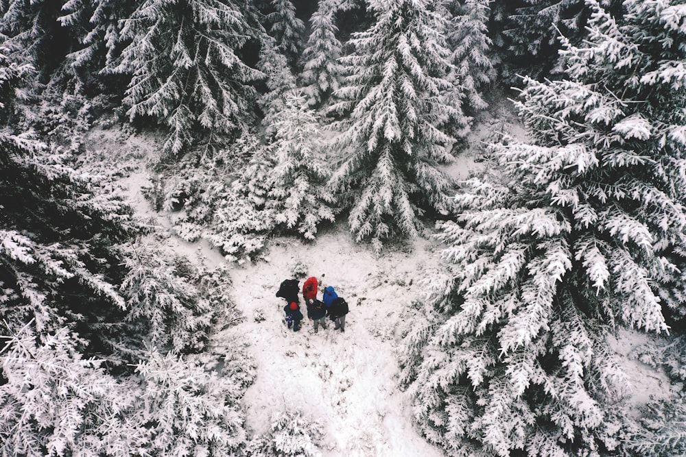 people in snow covered pine trees during daytime