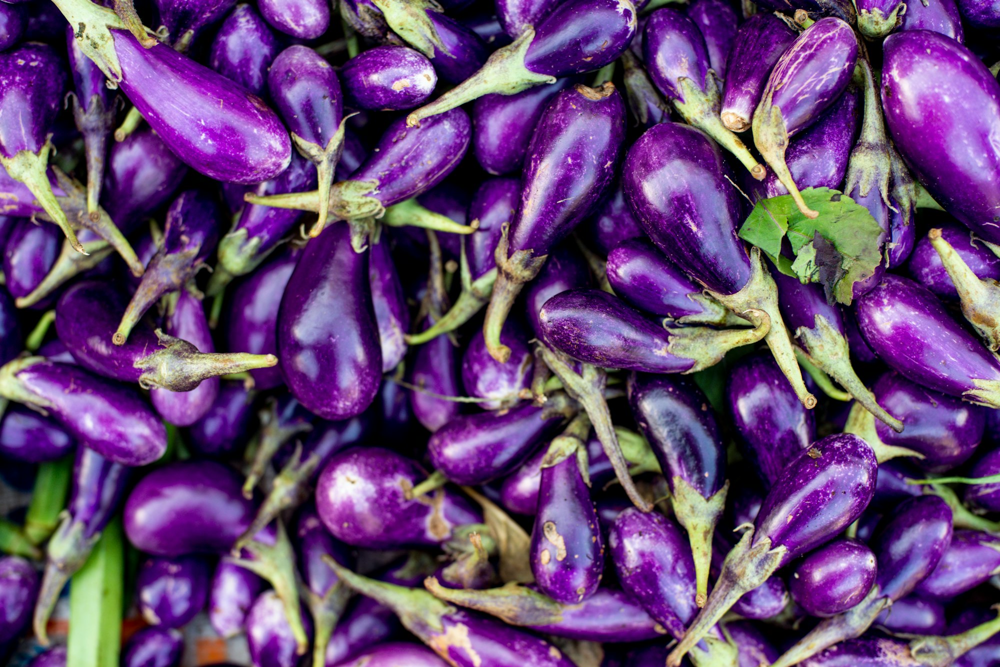 purple and green flower buds