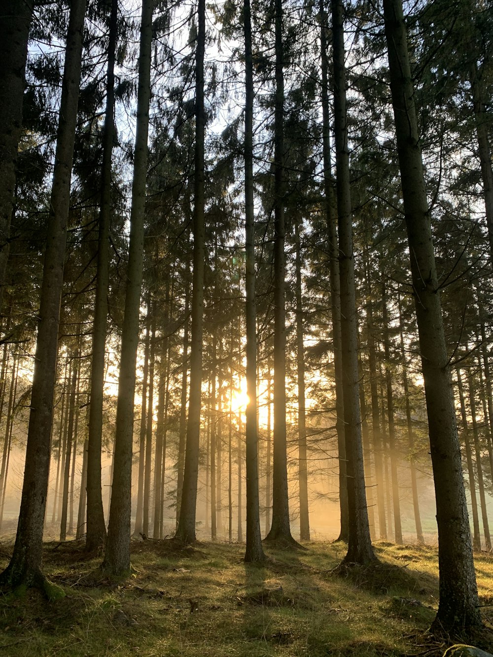 brown trees with sun rays