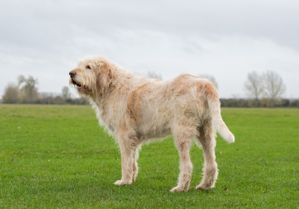 brown short coated dog on green grass field during daytime