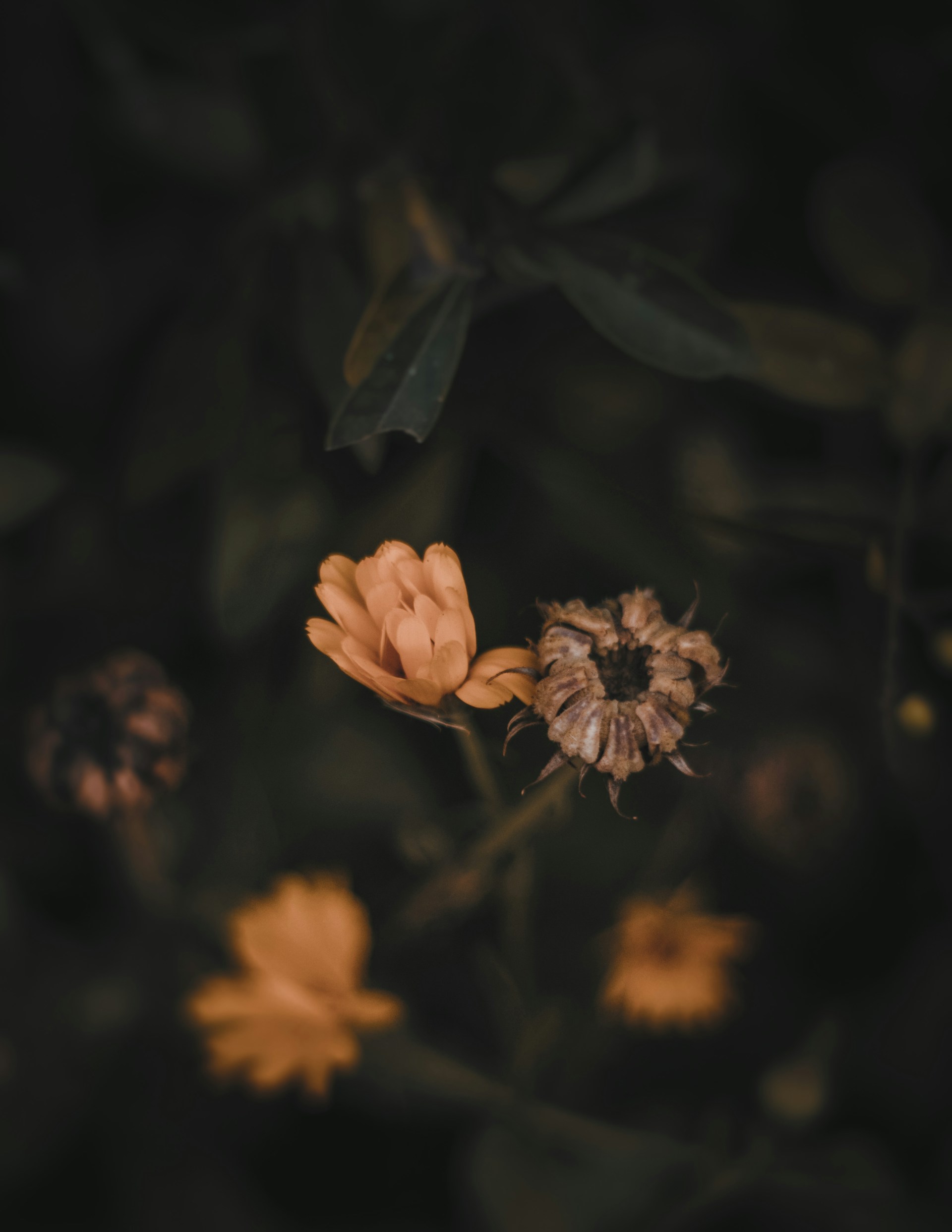 yellow flower in tilt shift lens