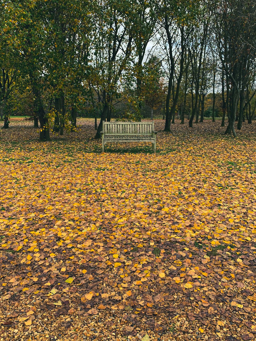 地面に茶色の枯れ葉の上の茶色の木製のベンチ