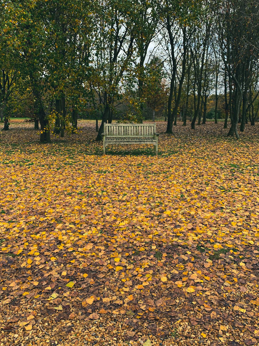 brown wooden bench on brown dried leaves on ground