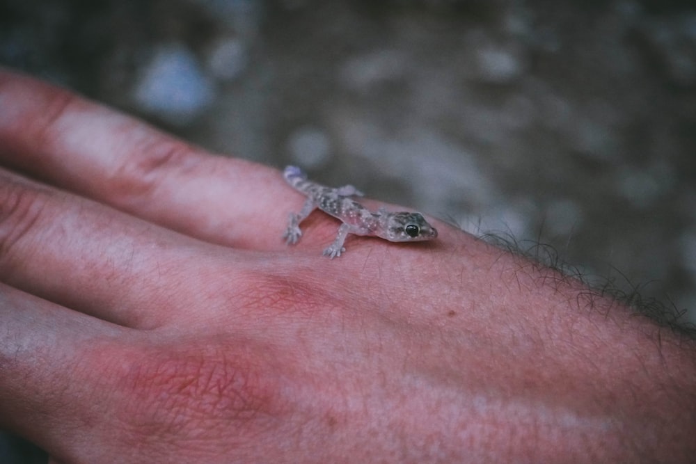 gray and brown lizard on human skin