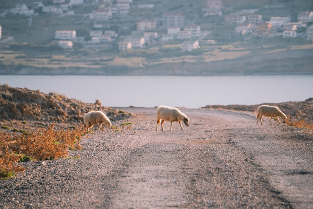 herd of sheep on gray sand during daytime