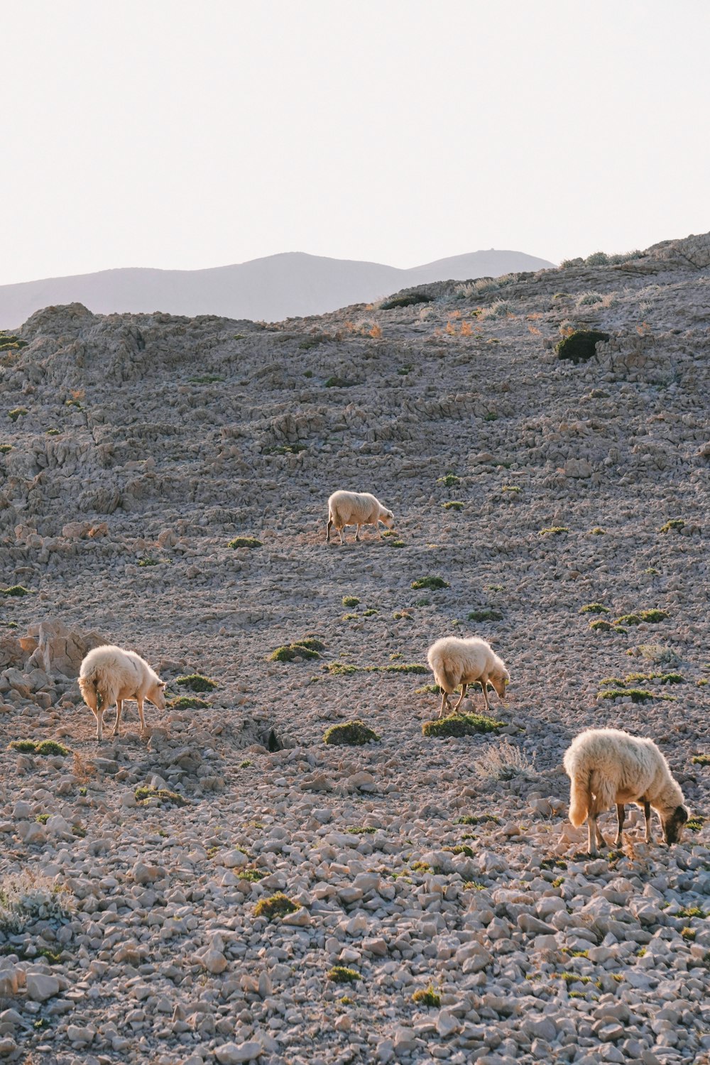 herd of sheep on green grass field during daytime