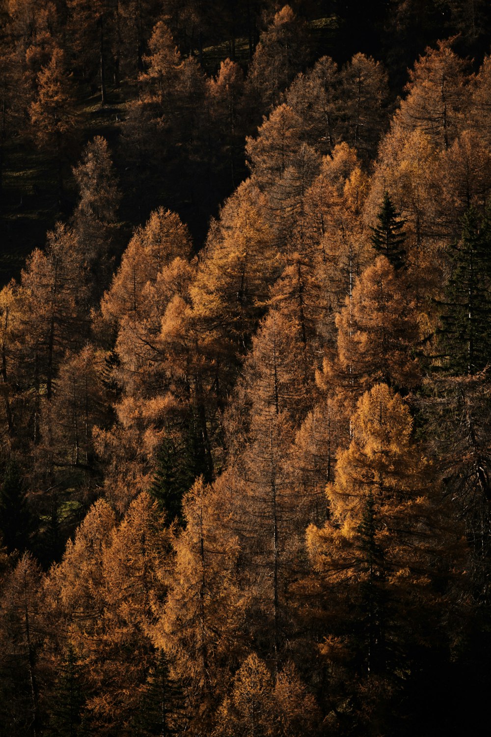 braune Bäume im Wald tagsüber