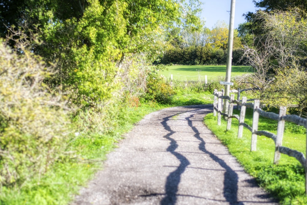 gray concrete pathway between green grass and trees during daytime