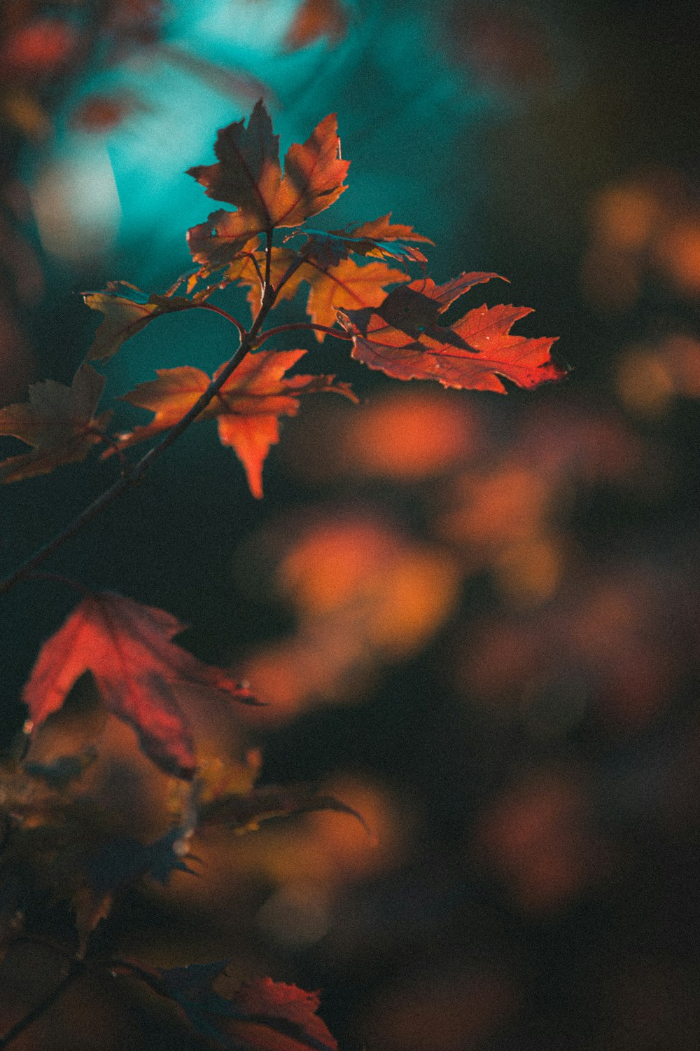 red and brown maple leaves