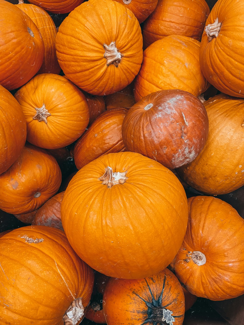 orange pumpkins on black plastic container