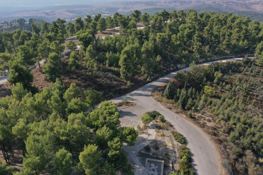 green trees and gray asphalt road during daytime