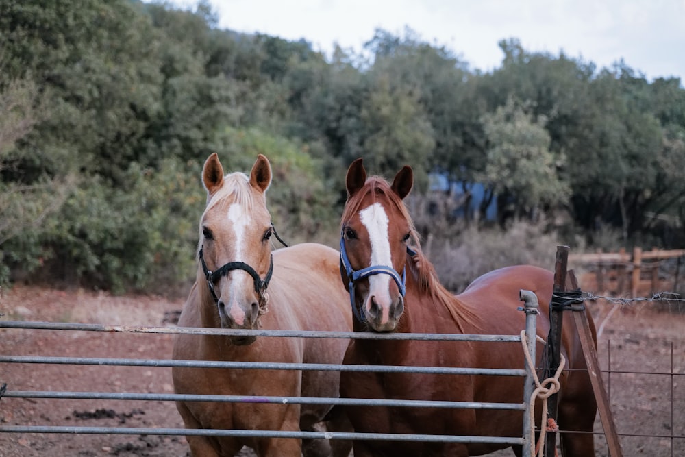 brown horse on brown wooden fence during daytime