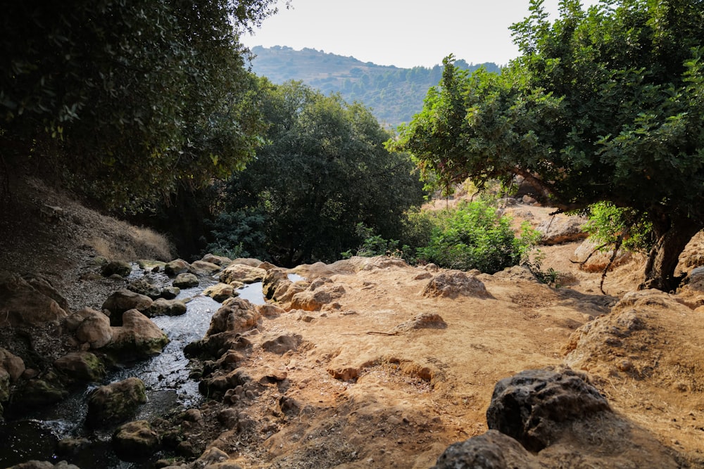 green trees beside river during daytime