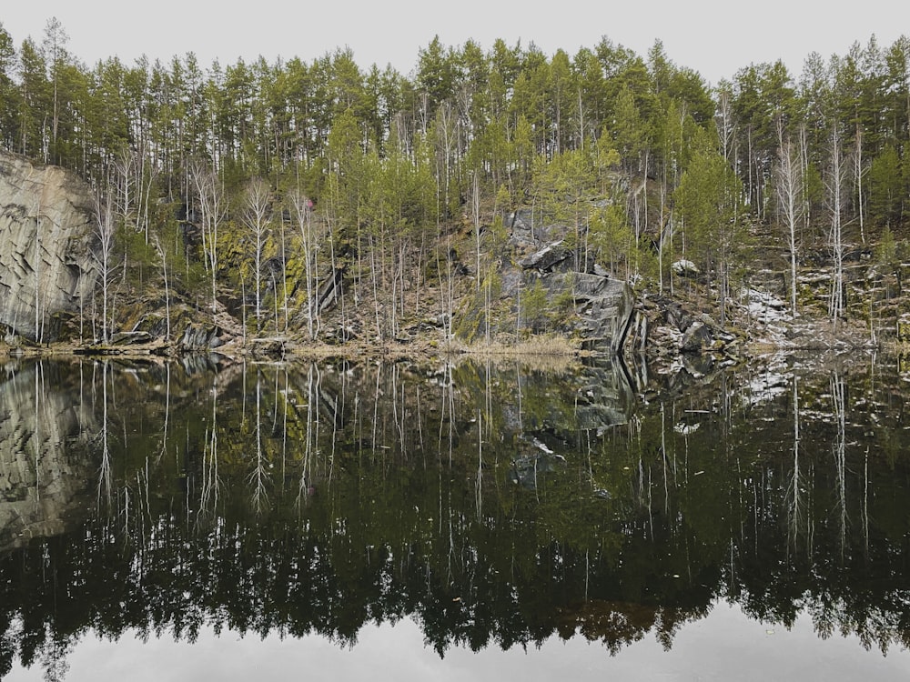 green trees on body of water during daytime