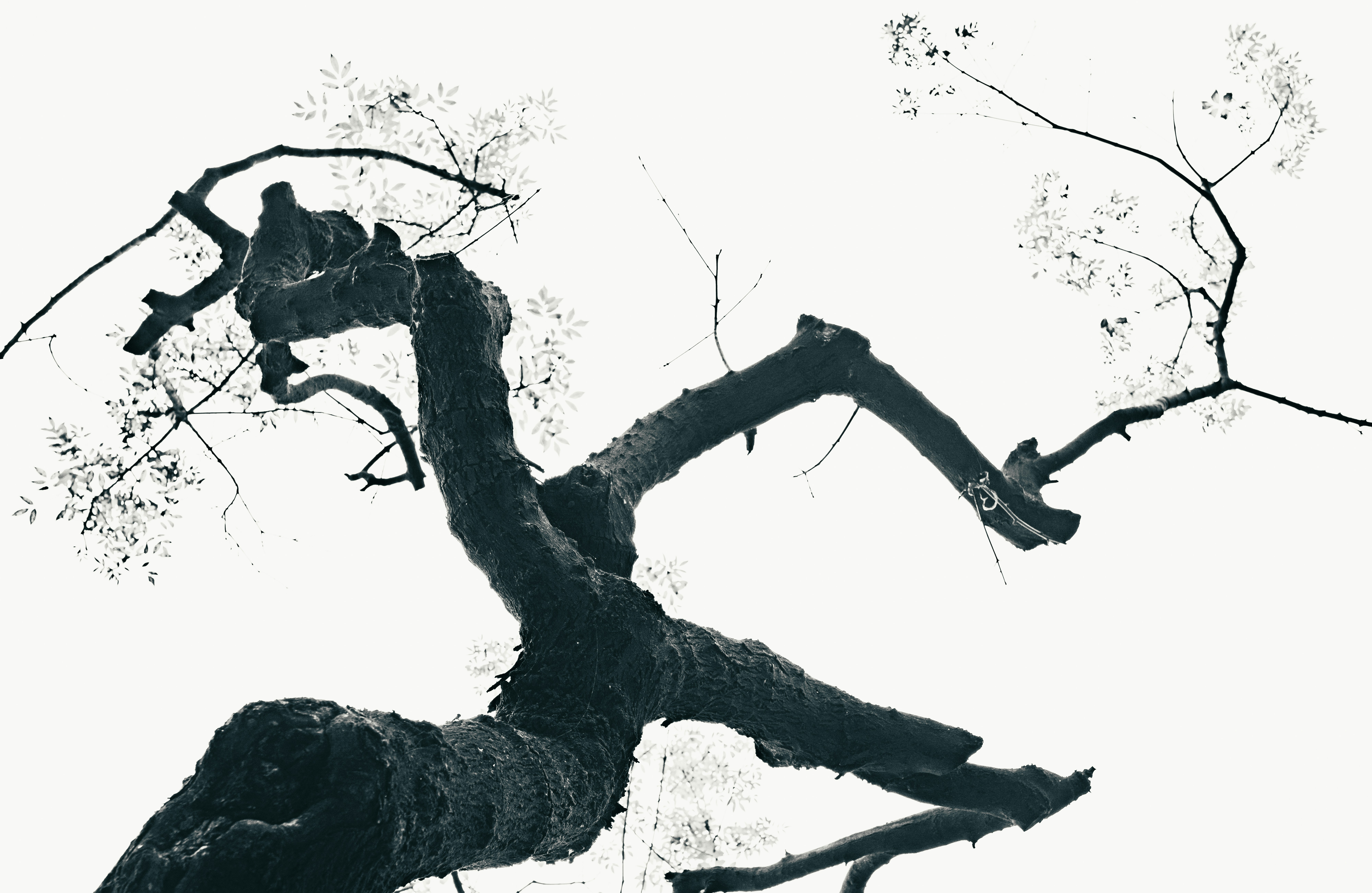 Black and white tree branch photo – Free Grey Image on Unsplash