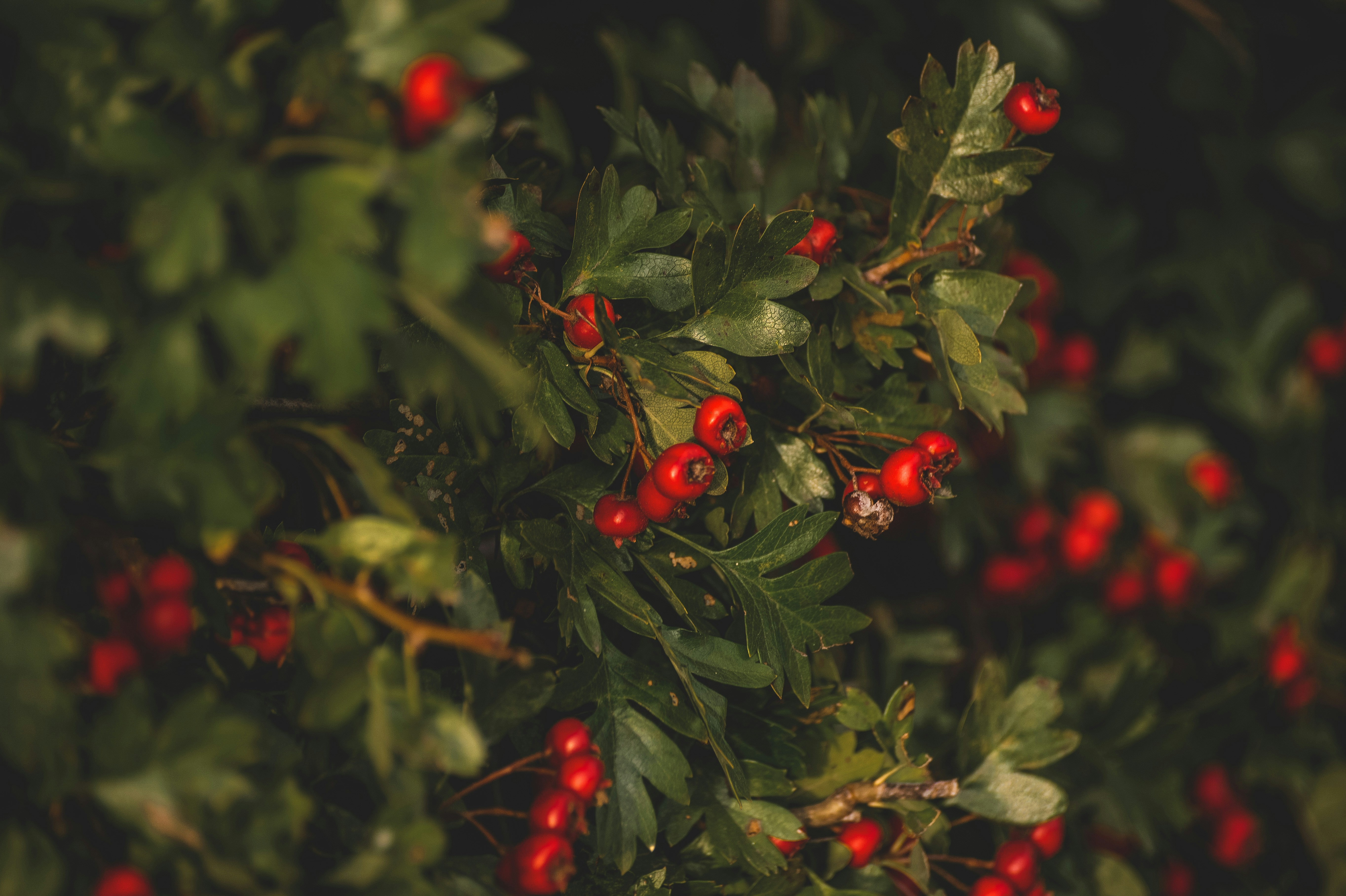 Photo by lindachrphotography