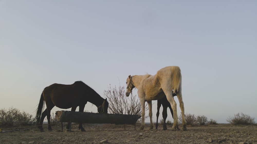 white horse on brown field during daytime