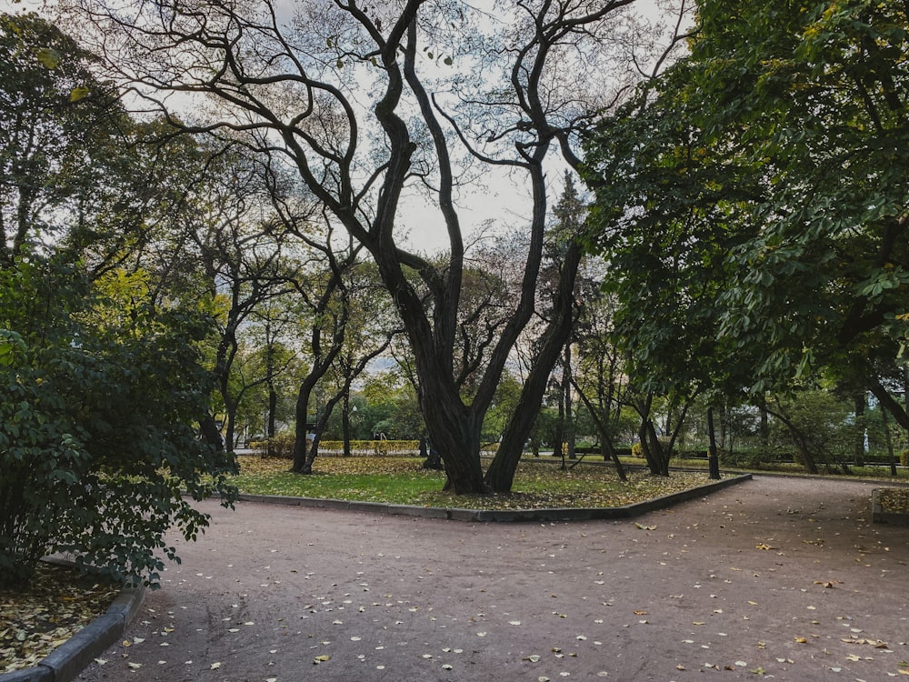 green trees on gray concrete ground during daytime