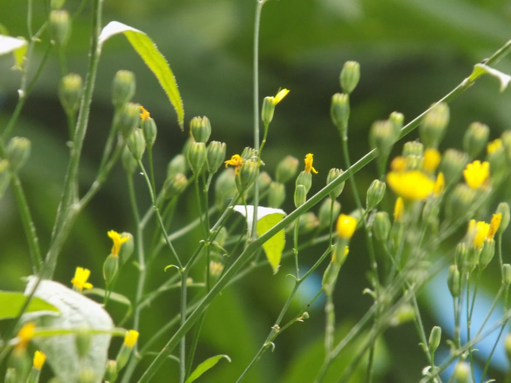 yellow flower with green leaves