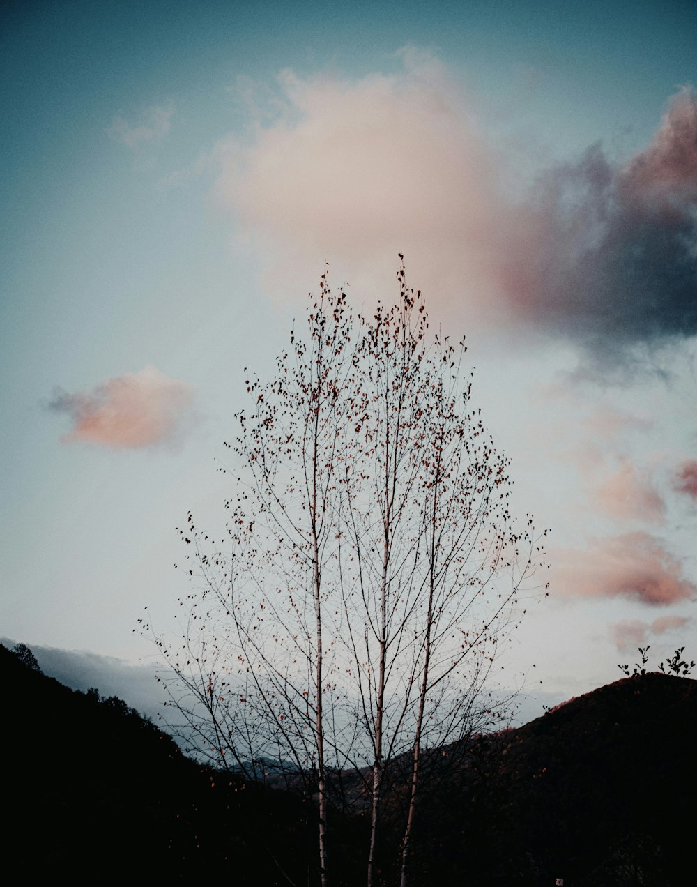 leafless tree on hill under cloudy sky during daytime