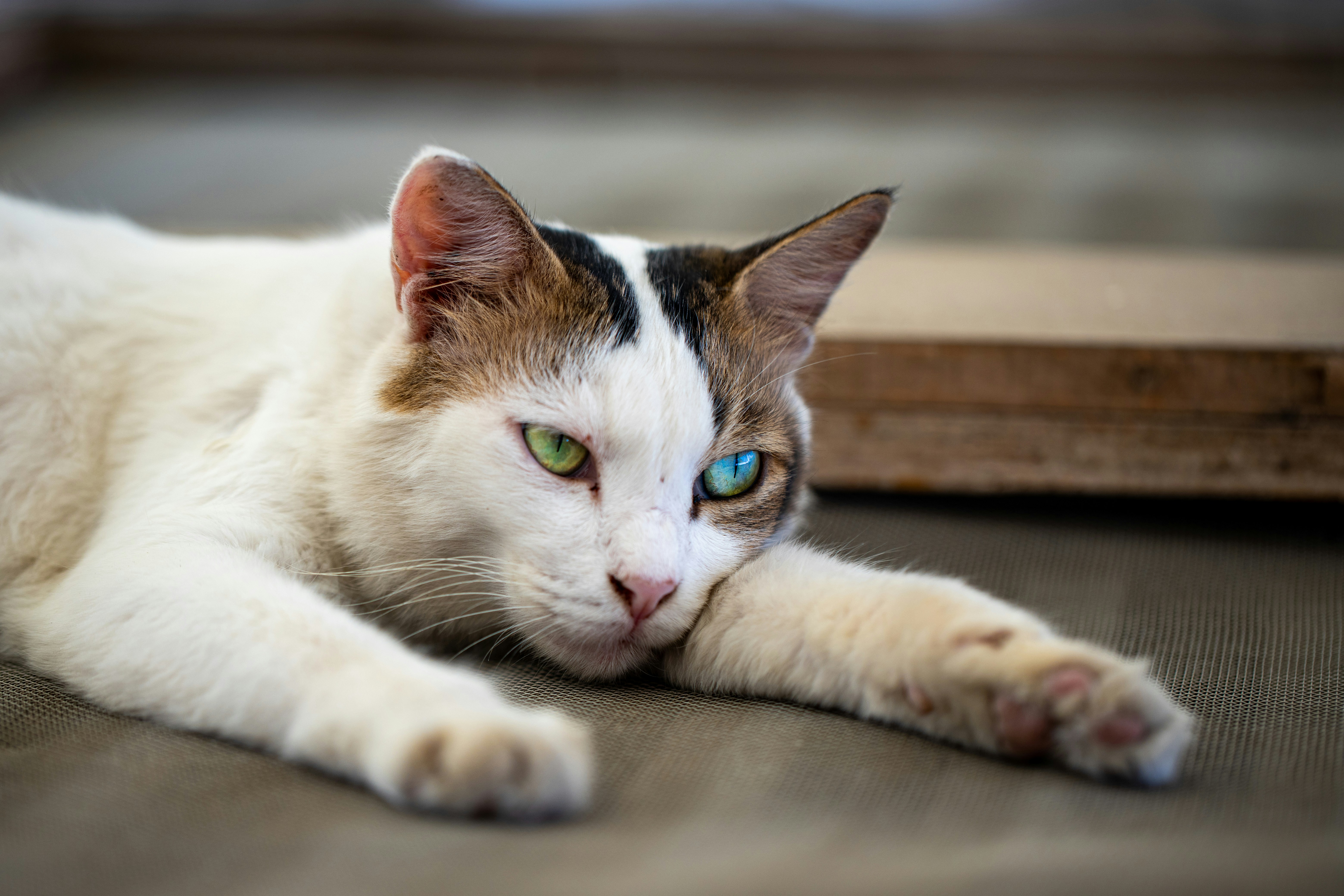 white and black cat lying on floor