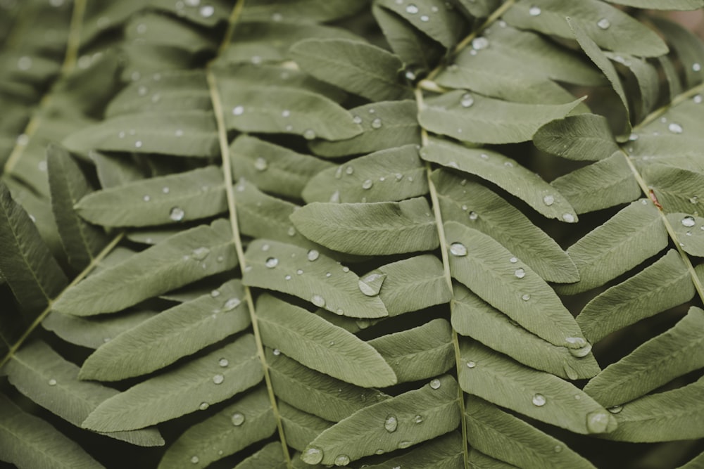 water droplets on green leaves