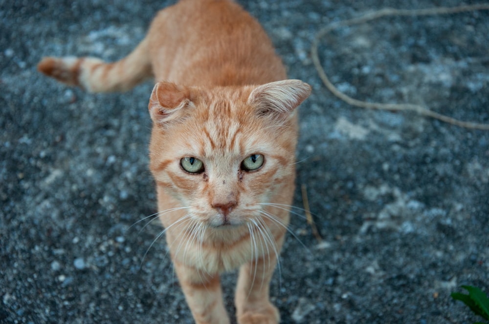 orange tabby cat on black and gray concrete floor