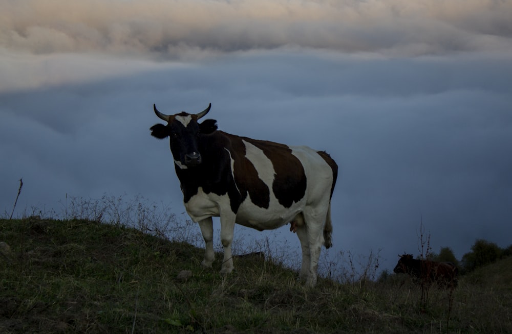 vaca marrón y blanca en campo de hierba verde bajo nubes blancas y cielo azul durante el día