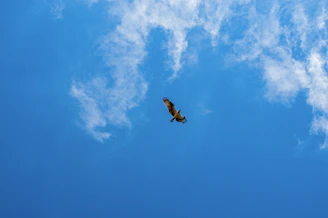 An animated illustration of the swifty bird soaring through a clear blue sky.