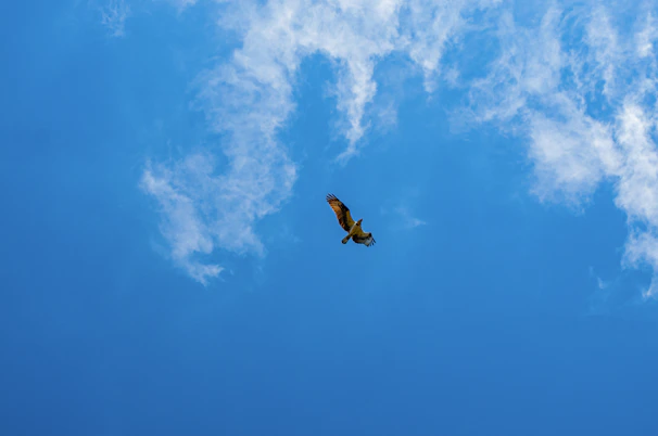 An animated illustration of the swifty bird soaring through a clear blue sky.