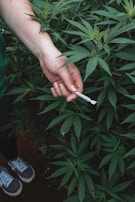 A person's hand holding a rolled cigarette rests among lush green cannabis plants. The hand is light-skinned and the surrounding plants have serrated leaves. The person's feet, wearing sneakers, are partially visible at the bottom of the image.