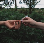 person holding white smartphone near green leaf tree during daytime