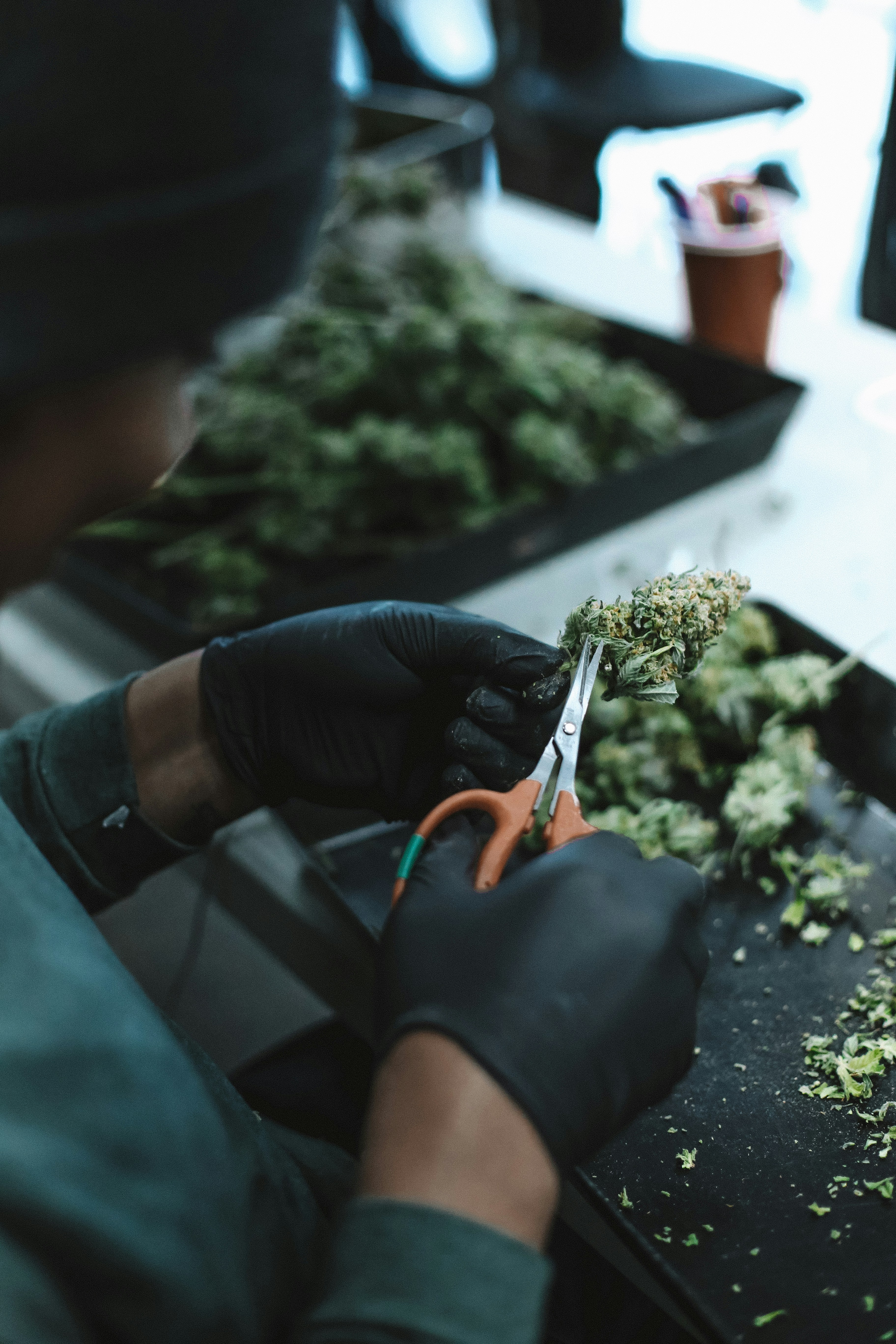 Persona con chaqueta de cuero negro sosteniendo planta verde