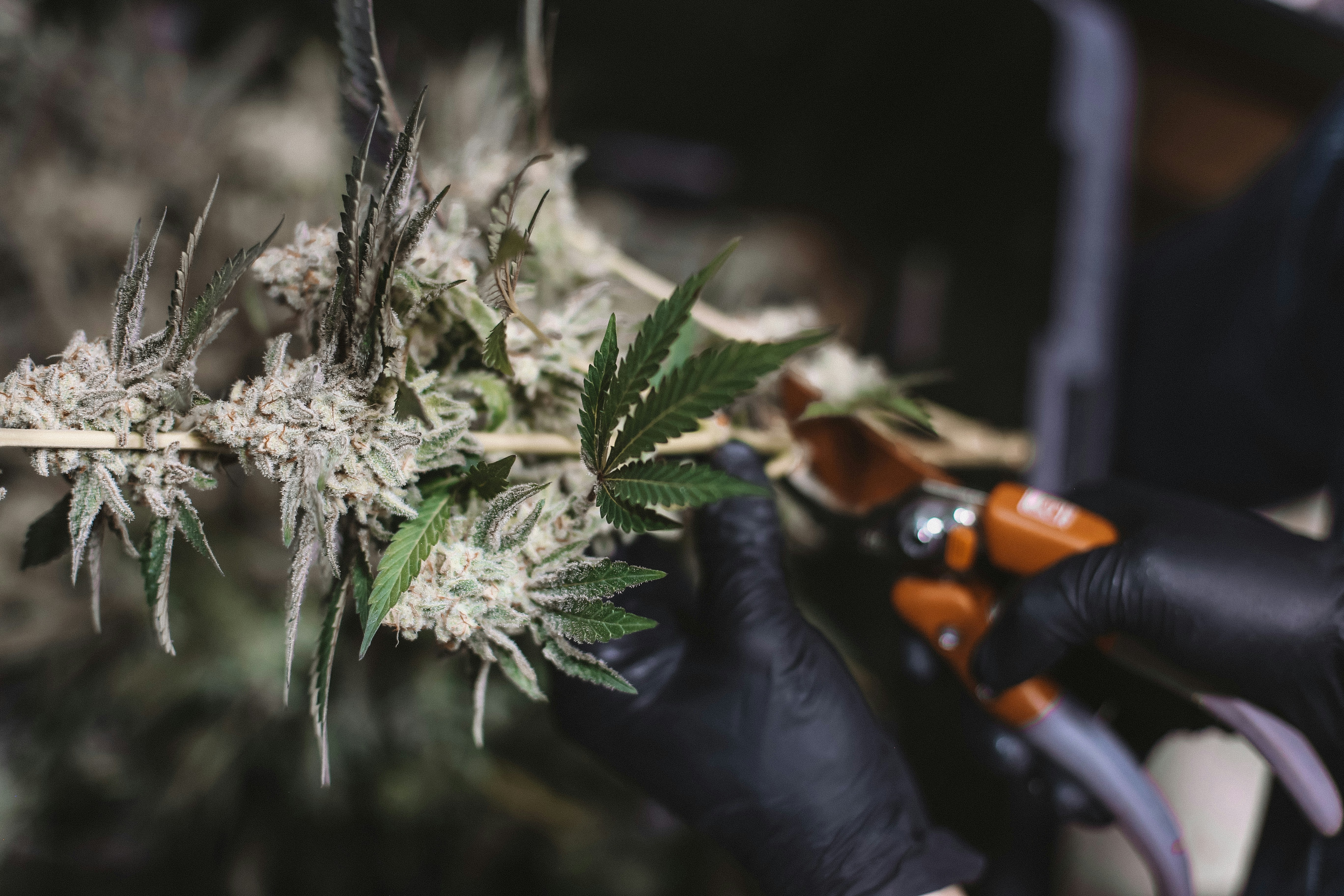 Planta verde y blanca en lente de cambio de inclinación