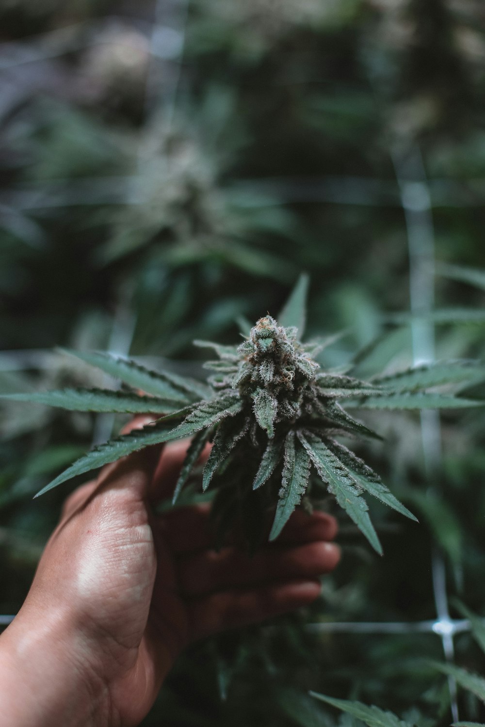 person holding green and brown plant