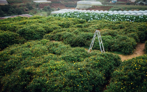 A lush green landscape filled with dense bushes and small yellow flowers. A metal ladder stands amidst the greenery, suggesting farming or gardening activity. In the background, there are rows of greenhouse structures, indicating agricultural fields.