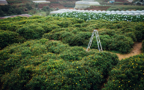 A lush green landscape filled with dense bushes and small yellow flowers. A metal ladder stands amidst the greenery, suggesting farming or gardening activity. In the background, there are rows of greenhouse structures, indicating agricultural fields.