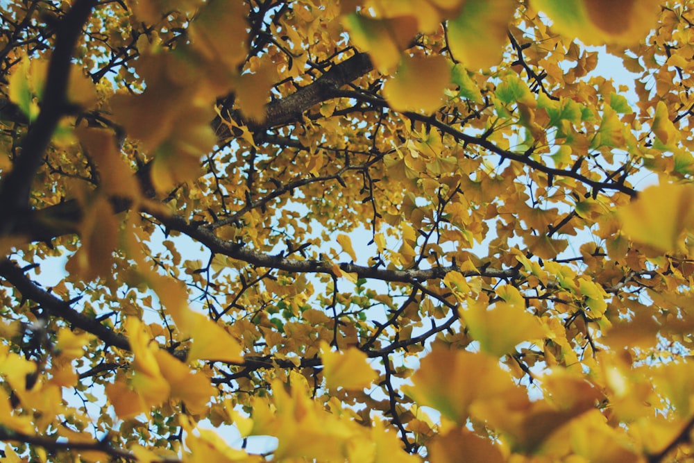 yellow leaves on brown tree