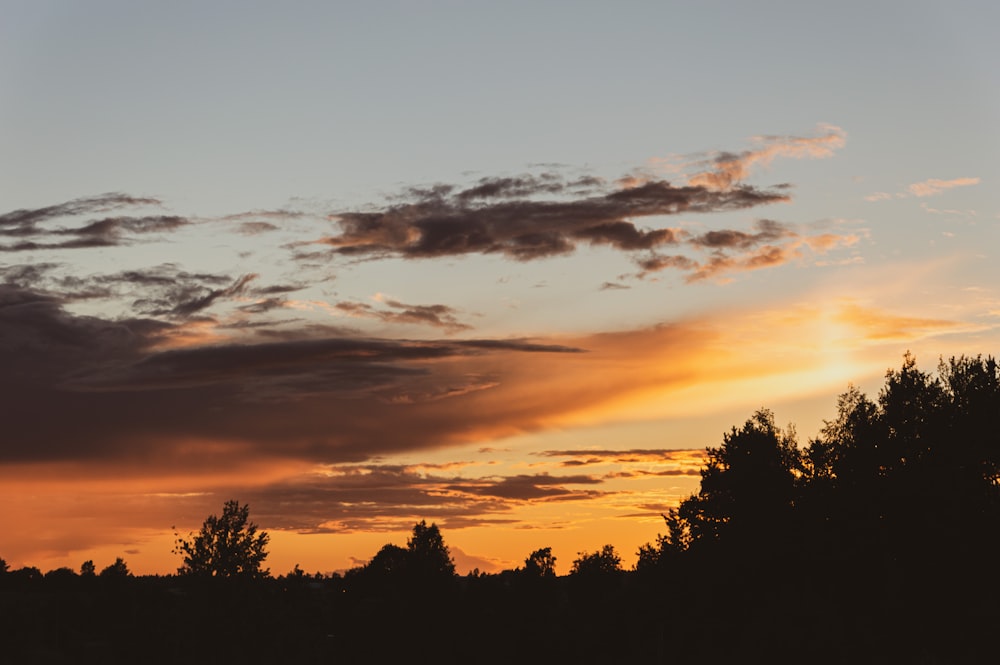 silhouette of trees during sunset