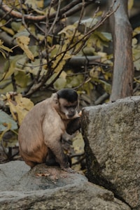 Macaque
