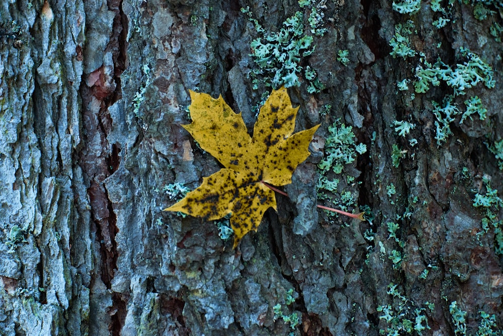 yellow maple leaf on gray tree trunk