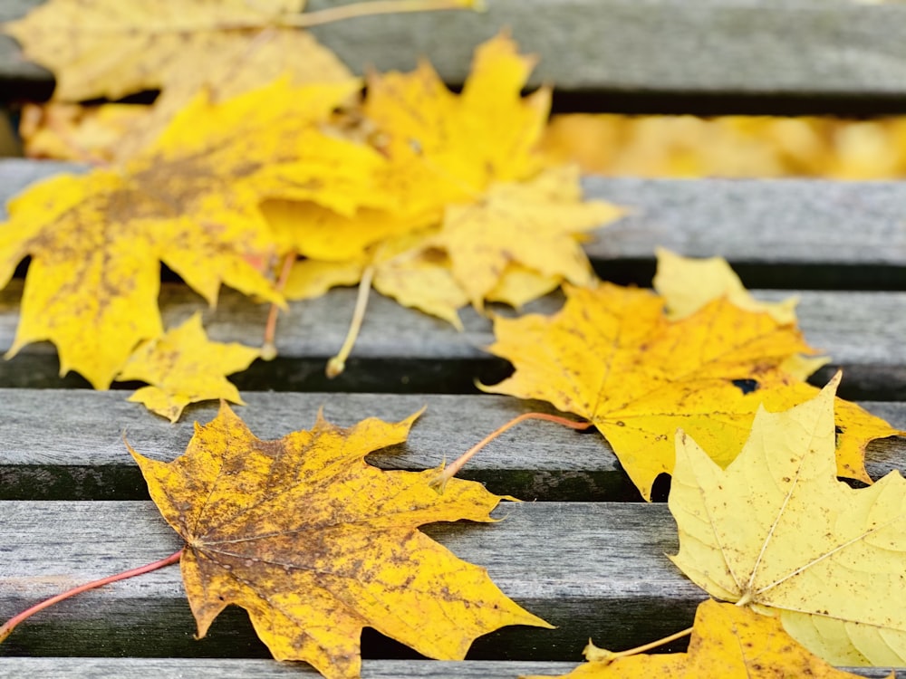 yellow maple leaves on brown wooden surface