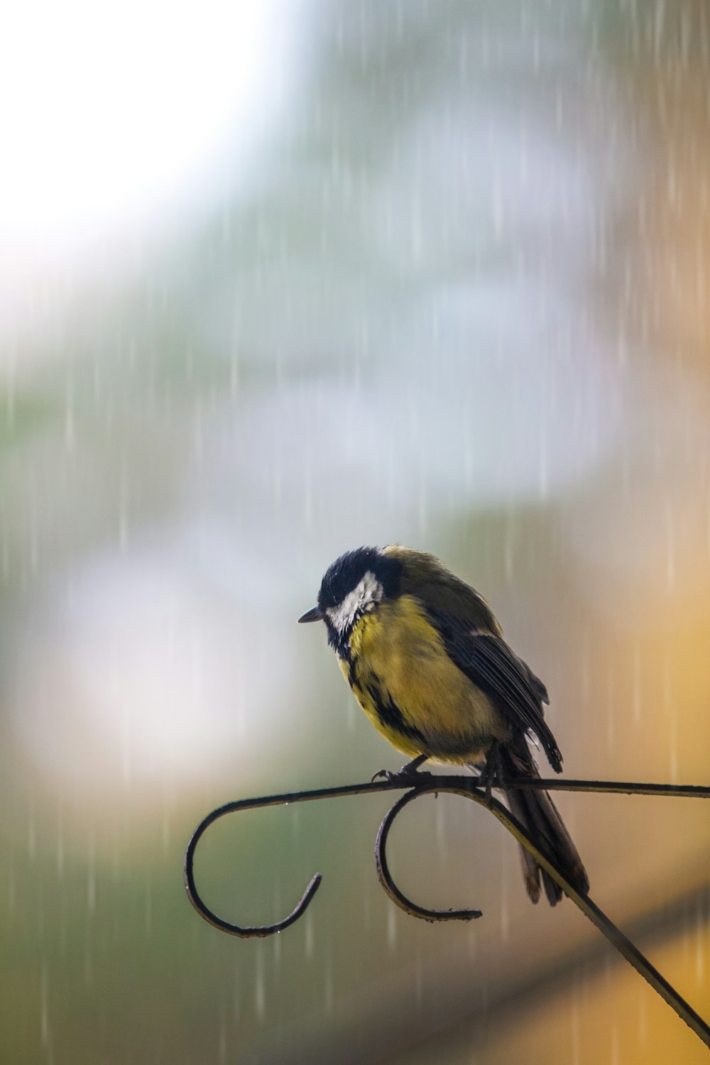 yellow and black bird on black metal bar