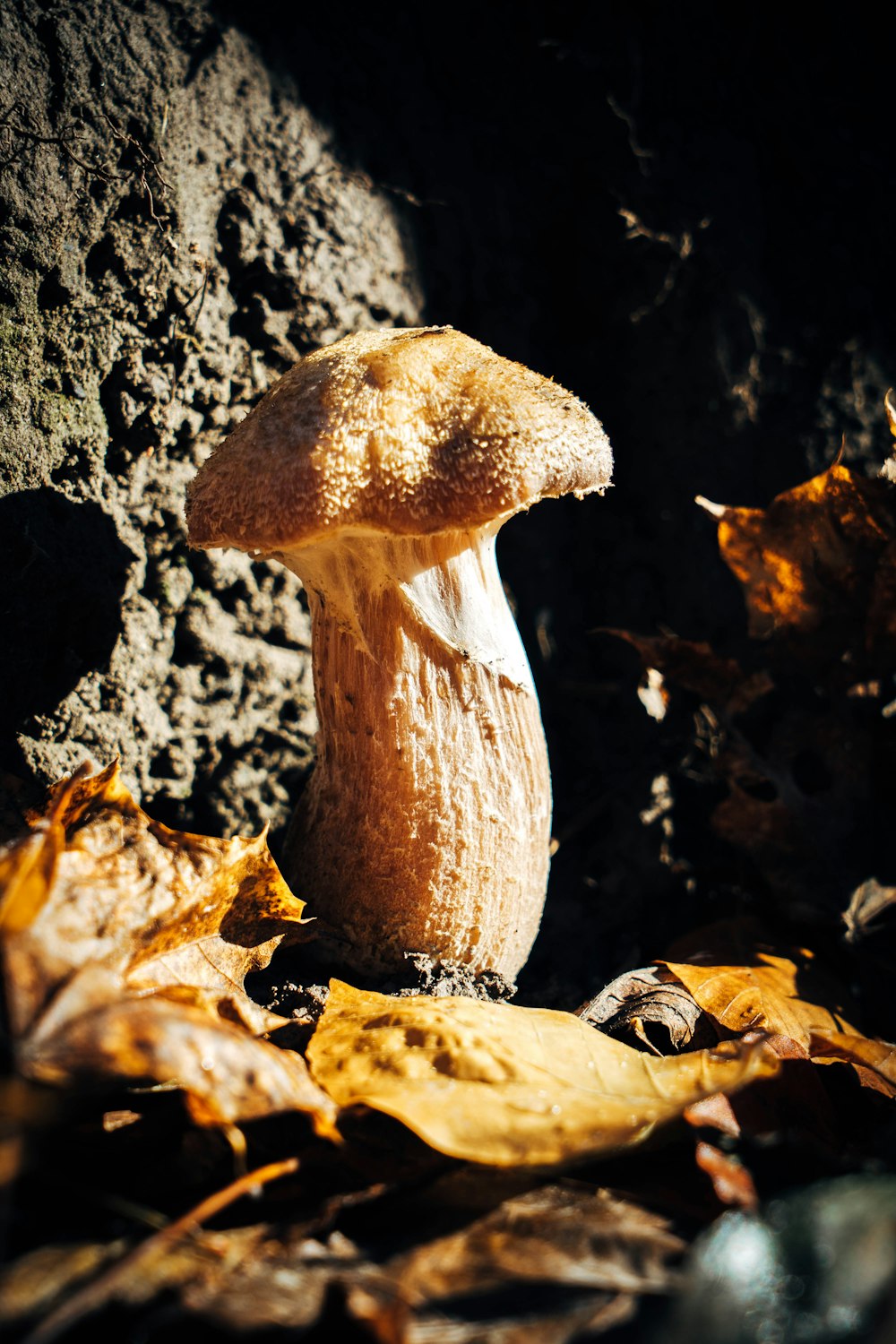 brown mushroom on brown dried leaves