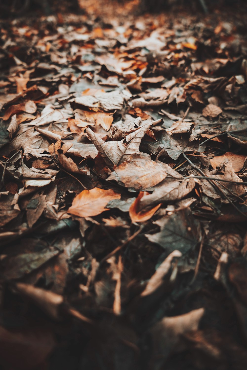 brown dried leaves on ground