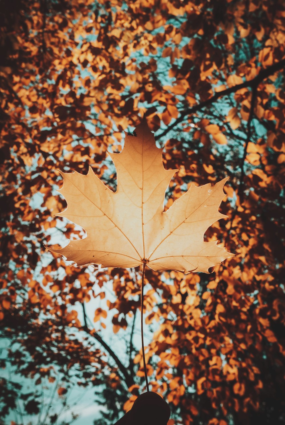 foglie marroni sul ramo dell'albero